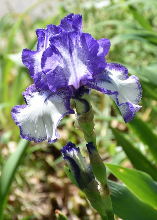 Mėlynas Iris, Mėlyna Gėlė, Augalas