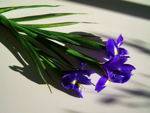 Mėlynas Iris,  Supjaustytos Gėlės,  Lengvas Šešėlis