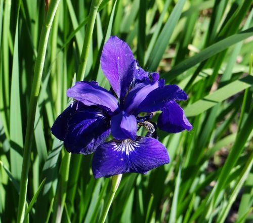 Mėlynas,  Iris,  Gėlė,  Gamta,  Saulėtą Dieną & Nbsp,  Grožis,  Mėlynas Iris
