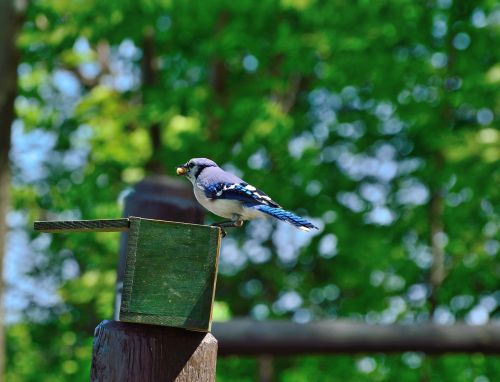 Mėlyna Jay, Paukštis, Gamta, Maitinimas, Niagaros Parkas, Laukinė Gamta