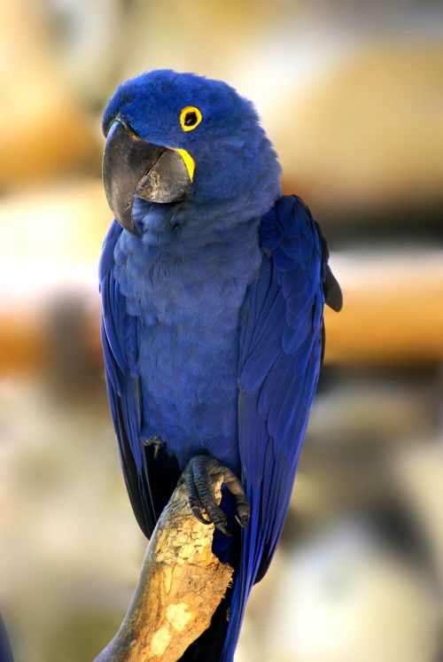 Mėlynas Macawas, Paukštis, Atogrąžų Paukščiai