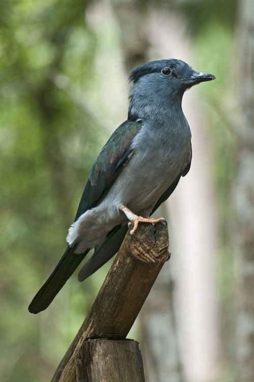 Mėlynos Kaklo Paukštis, Nacionalinis Parkas, Gyvūnas, Gamta, Laukinė Gamta, Madagaskaras, Miškas