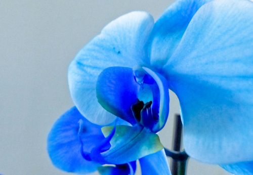 Orchidėja,  Mėlynas,  Uždaryti,  Išsamiai,  Subtilus,  Pestle,  Žiedlapiai,  Gėlė,  Mėlyna Orchidėja