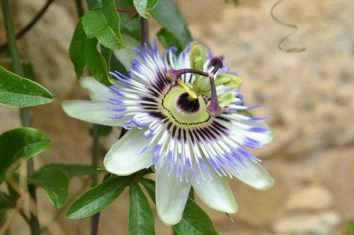 Mėlyna Passionflower, Aistra Gėlė, Gėlė, Gamta