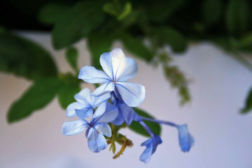 Gėlė,  Mėlynas,  Bluebush,  Mėlyna Plumbago Gėlė