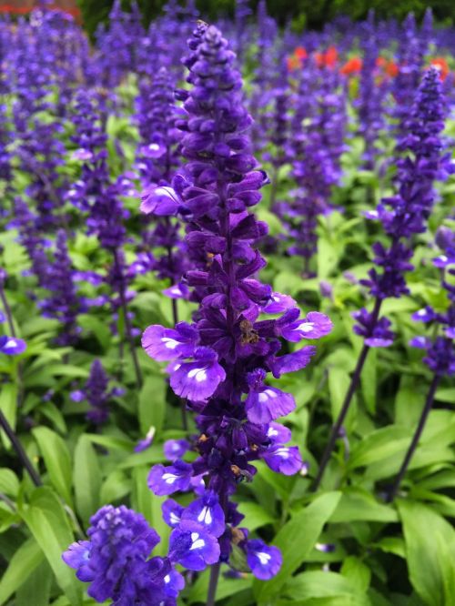 Mėlynas Šalavijas, Mėlyna-Violetinė, Gėlės, Otsu Parkas, Žolė, Otsu, Yokosuka, Japonija