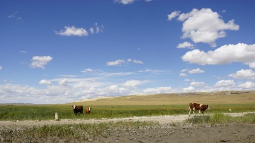Mėlynas Dangus Ir Balti Debesys, Prairie, Vaikščioti, Karvė
