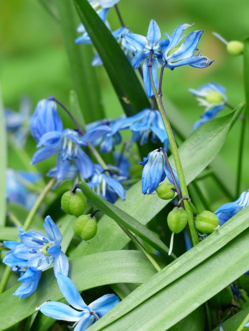 Mėlynos Spalvos Žiedas, Gėlė, Žiedas, Žydėti, Vaisiai, Kapsulės, Mėlynas, Scilla Campanulata, Hyacinthoides Hispanica, Varpelio Mėlyna Žvaigždutė, Mėlyna Žvaigždė, Ispanų Isenglöckchen, Drugelis Orchidėja, Gėlių Varpeliai, Umbel, Fransig, Išblukęs