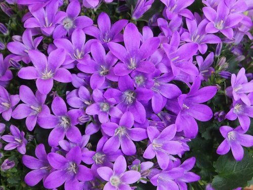 Bluebells,  Violetinė,  Violetinė,  Blütenmeer,  Pavasaris,  Violetinė Gėlė,  Gėlės