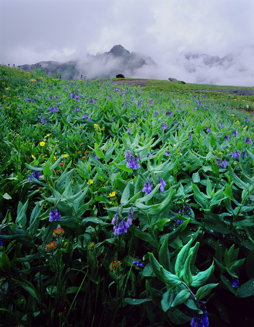 Mėlynos Spalvos Žiedai, Gėlės, Laukinės Vasaros Spalvos, Kalnai, Colorado, Migla