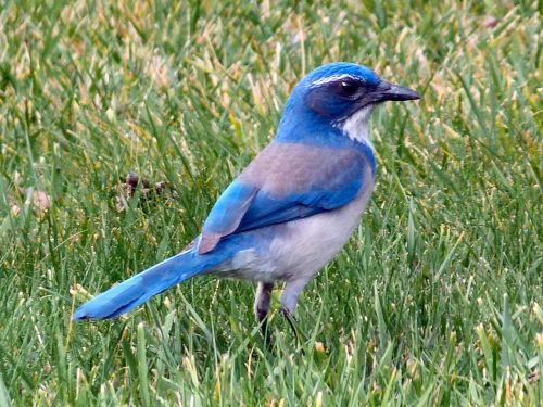 Žolė,  Mėlynas Paukštis,  Bluebird 1