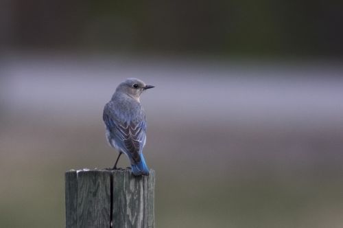 Mėlynas Paukštis, Moteris, Kanados Uolų Kalnai, Bc, Paukštis, Laukinė Gamta