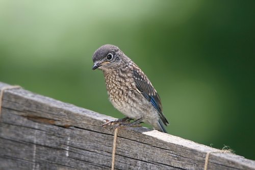 Mėlynas Paukštis,  Paukštis,  Jaunas,  Songbird,  Pobūdį,  Gyvūnijos