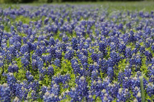 Bluebonnet,  Augalas,  Mėlynas,  Laukas,  Texas,  Pavasaris