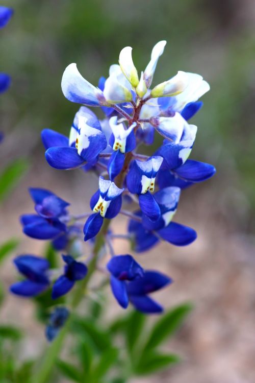 Bluebonnet,  Texas & Nbsp,  Gėlė,  Valstija & Nbsp,  Gėlė,  Laukiniai & Nbsp,  Gėlės,  Bluebonnet Closeup
