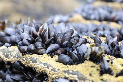 Bluemussel, Cornwall, Fauna, Jūrų, Beachlife, Papludimys, Pajūryje, Gamta, Pakrantė