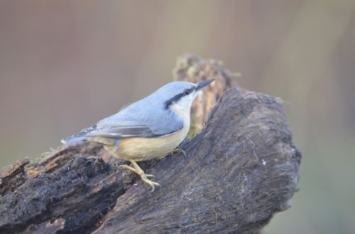 Bluetit, Gamta, Paukštis