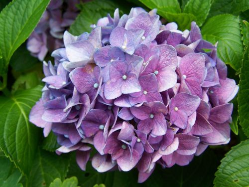 Mėlyna Violetinė Hortenzija, Sodas, Vasaros Gėlė