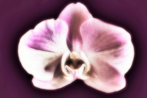 Orchidėja,  Gėlė,  Violetinė,  Uždaryti & Nbsp,  Nemokamos & Nbsp,  Nuotraukos,  Nemokamos & Nbsp,  Nuotraukos,  Gėlė