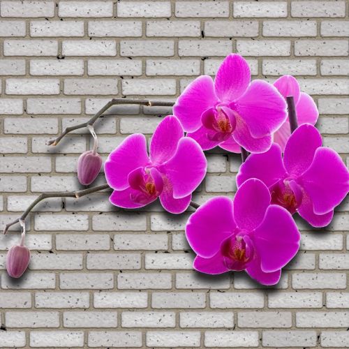 Orchidėja,  Gėlė,  Violetinė,  Siena,  Tekstūra,  Fonas,  Gėlių Dizainas