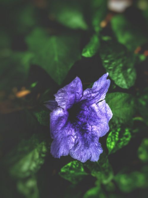 Neryškus Fonas, Violetinė Gėlė, Tapetai
