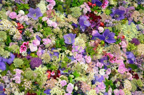 Blütenmeer, Floristika, Campanula, Violetinė, Rožinis, Skintos Gėlės, Žiedas, Žydėti, Gėlė