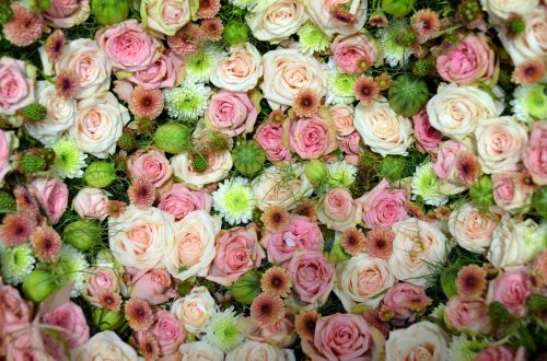 Blütenmeer, Rožinis, Rožė, Romantiškas, Fonas, Gėlių Jūra, Floristika, Chrizantema