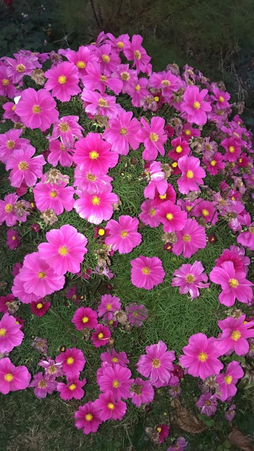 Blütenmeer, Gėlės, Cosmea, Vasara, Rožinis