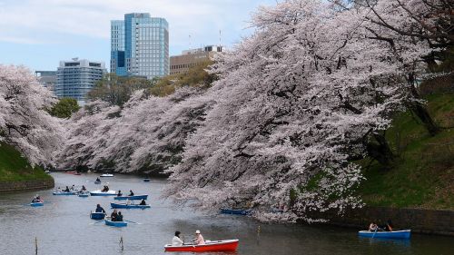 Valtis, Vyšnių Žiedas, Parkas, Upė, Pavasaris, Tokyo
