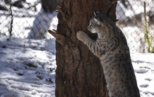 Bobcat,  Stovintis,  Medis,  Žiūri,  Profilis,  Laukinė Gamta,  Bobcat