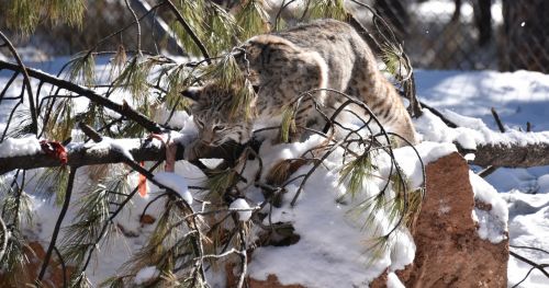 Bobcat,  Sniegas,  Sulaikymas,  Profilis,  Laukinė Gamta,  Filialas,  Bobcat Stalking