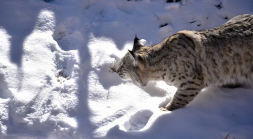 Bobcat,  Sniegas,  Sulaikymas,  Profilis,  Laukinė Gamta,  Bobcat Stalking