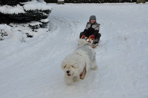 Bobtail, Šuo, Žiema, Vaikas, Linksma, Skaidrių, Pasivažinėjimas Snieglentėmis, Sniegas