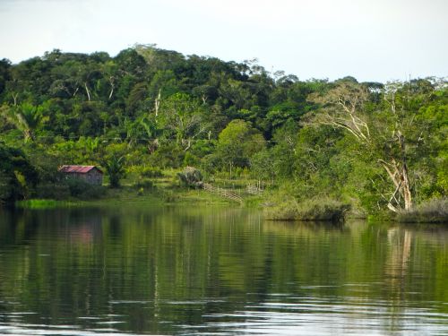 Vandens Telkinys,  Gamta,  Medis,  Rio,  Mediena,  Amazon,  Amazonas,  Brazilija,  Be Honoraro Mokesčio