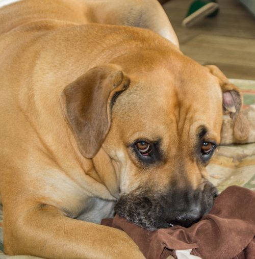 Boerboelis, Šuo, Arabų Ūkininkų Šuo