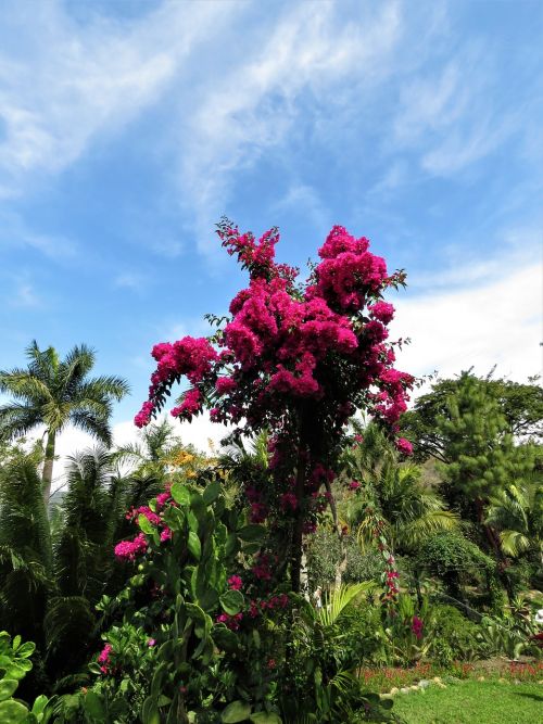 Bogandia, Gėlių Sodas, Tropinės Gėlės