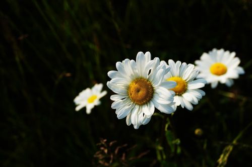 Bokeh, Gėlės, Makrofotografija