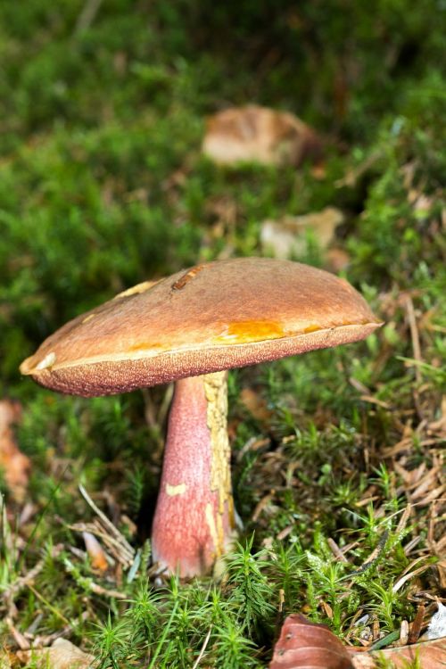 Boletus, Grybelis, Gamta, Miškas, Grybai, Mediena