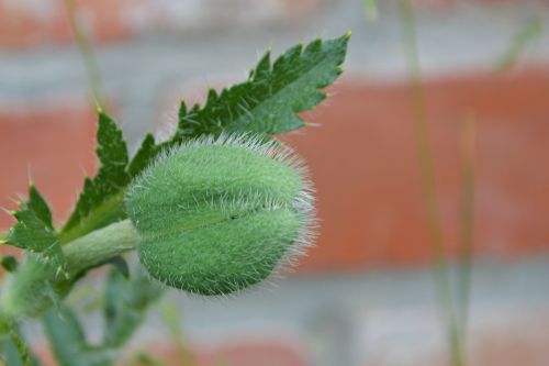 Boll, Klatschmohn, Aguona, Pavasaris, Siena