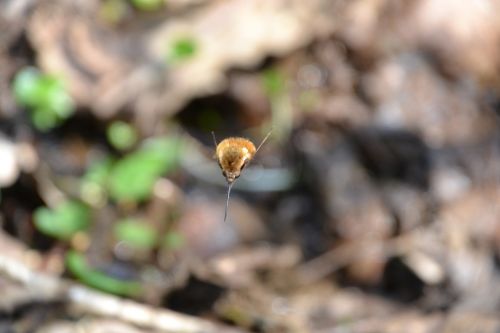 Bombylius Major, Bombyliidae, Hummelfliege, Musia
