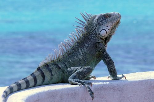 Bonaire, Iguana, Ropliai, Gyvūnas