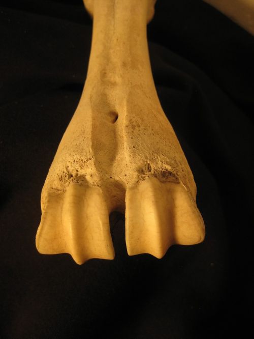 Kaulas, Skeletas, Anatomija, Galvijai, Kojos, Metacarpal