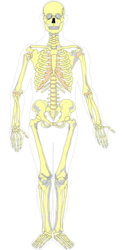 Kaulai, Spalva, Anatomija, Skeletas, Medicina, Halloween, Nemokama Vektorinė Grafika
