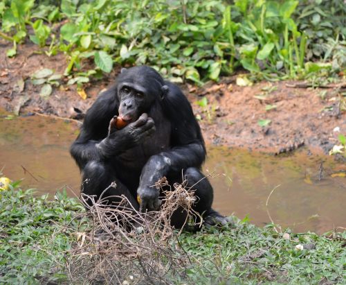 Bonobo, Lola Ya Bonobo, Demokratinė Kongo Respublika, Kinshasa, Afrika, Ape, Gamta, Pan Paniskus, Primatas, Laukinė Gamta