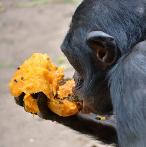 Bonobo, Primatas, Ape, Lola Ya Bonobo, Kongo, Kinshasa, Afrika, Gamta, Pan Paniskus, Laukinė Gamta