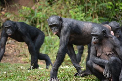 Bonobo, Primatas, Ape, Lola Ya Bonobo, Kongo, Kinshasa, Afrika, Gamta, Pan Paniskus, Laukinė Gamta