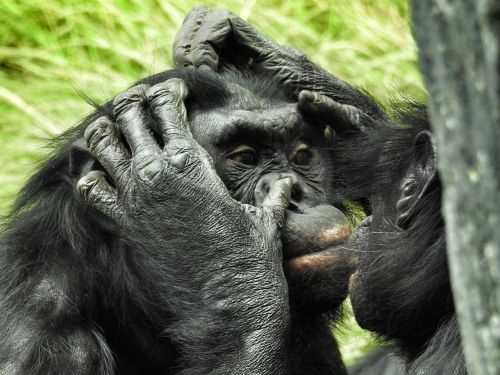 Bonobo, San Diego Zoologijos Sode, Žinduolis, Ape, Primatas, Grooming, Gyvūnų Elgesys, Šimpanzė