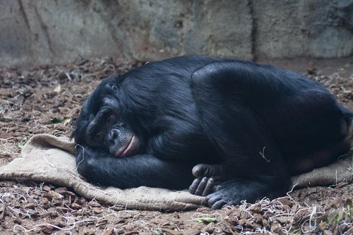 Bonobo,  Ape,  Ramybės,  Gyvūnas,  Zoo,  Primatų,  Akys