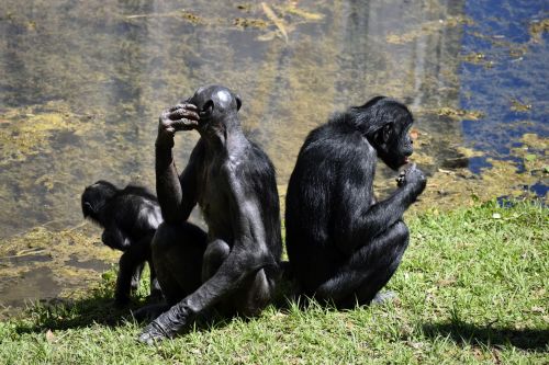 Bonobo & Nbsp,  Beždžionės,  Primatas,  Zoologijos Sodas,  Gyvūnų Rezervas,  Beždžionė,  Ape,  Gyvūnas,  Žinduolis,  Gamta,  Laukiniai,  Laukinė Gamta,  Džiunglės,  Veidas,  Afrika,  Galva,  Kongo,  Plaukuotas,  Nykstantis,  Juoda,  Šimpanzė,  Šimpanzė,  Rūšis,  Atogrąžų,  Mielas,  Safari,  Nelaisvė,  Išsaugojimas,  Bonobo Beždžionės
