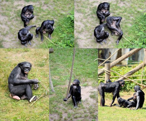 Bonobo,  Ape,  Beždžionė,  Tapetai,  Bonobos